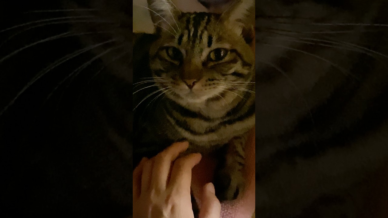 本日の朝5時。まだ寝てたトラジ。夜明けが遅くなりましたね。 #猫 #cat #猫のいる暮らし #shorts