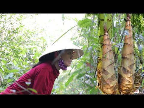 CHẶT MĂNG RỪNG | Đem về làm món ngon trên cả tuyệt vời | Ẩm thực nội nấu