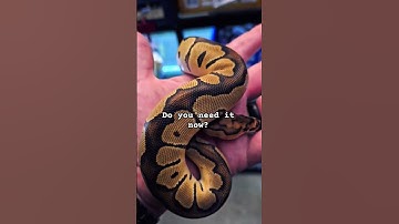 #need #ballpython #python #snakes #pets #fyp #lizards #animal #reels #shorts #shortvideo #snakes