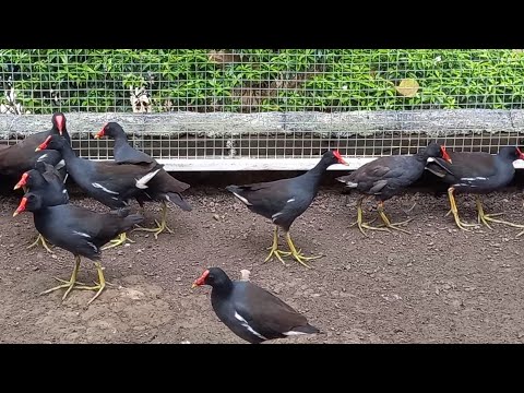 SUARA PIKAT BURUNG MANDAR || 1 JAM