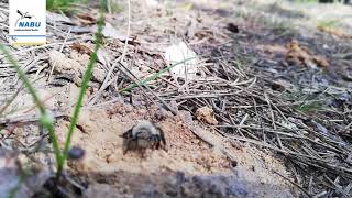 Die Weiden-Sandbiene - Weißgrauer Frühlingsbote
