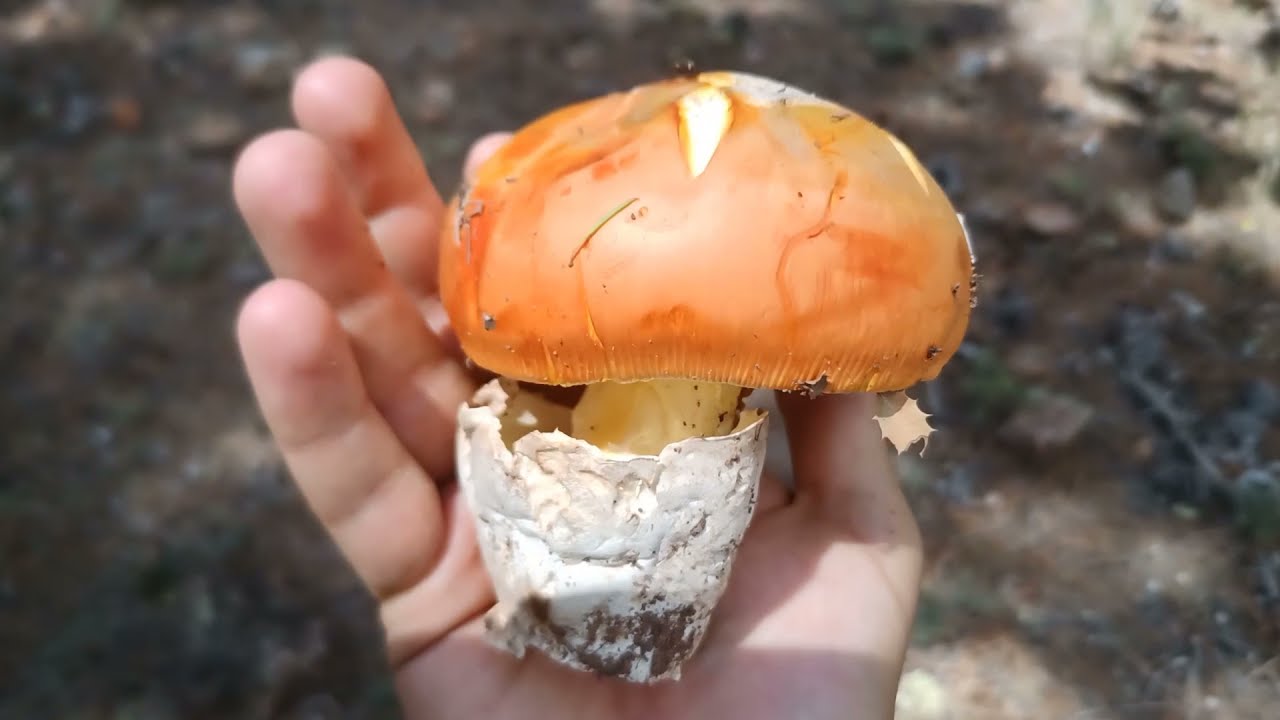 Setas termófilas (Cesáreas, Reticulatus, Aereus, Cibarius) y Trucha del terreno el mismo día!! 😳🏞️🍄🎣