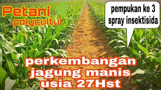 perkembangan jagung manis usia 27Hst (pemupukan ke 3 dan spray insektisida) (bag 12)