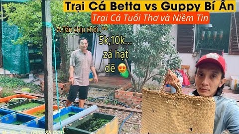 Thăm trại Cá Betta vs Guppy bí ẩn của A Tân Võ - Thái Salem vê lốc