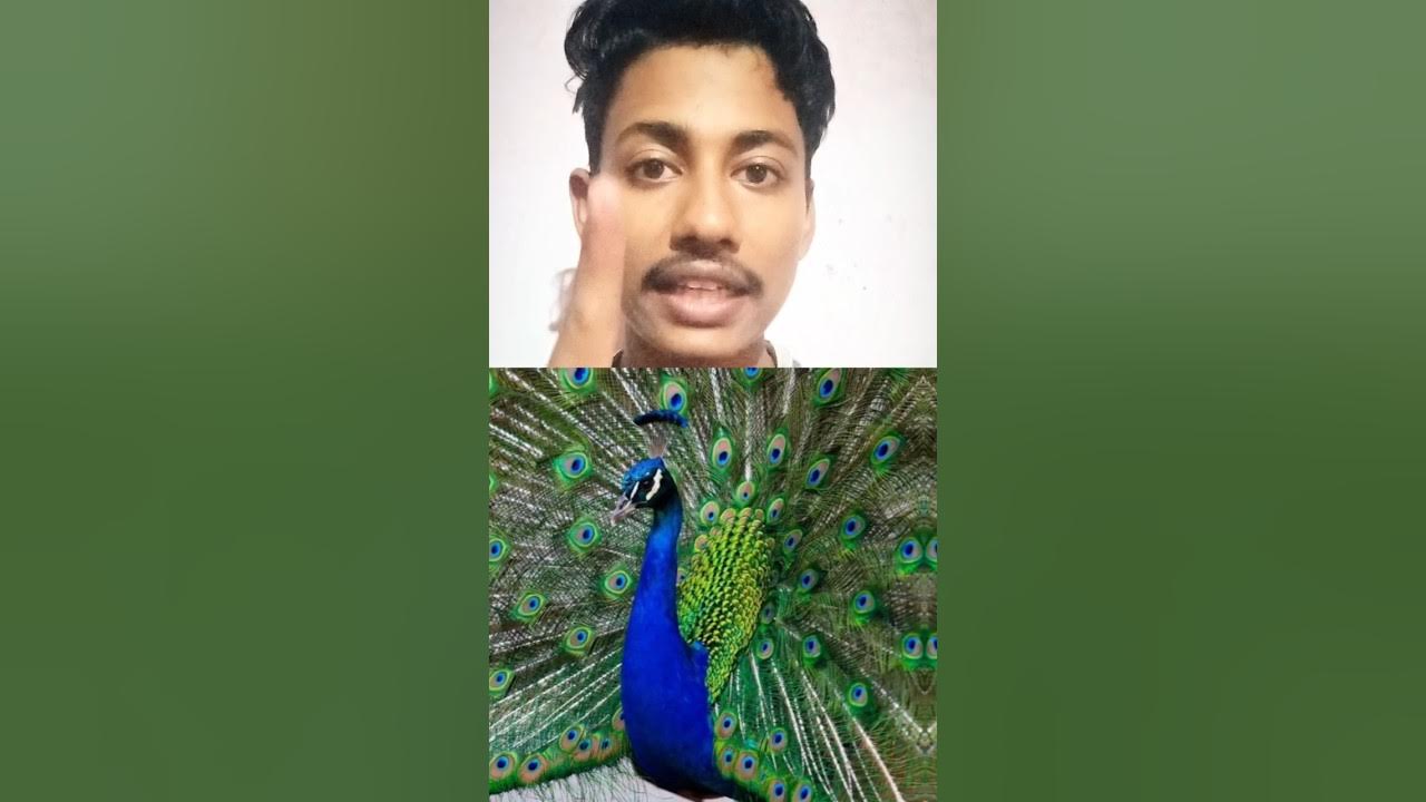 Peopock Ka Scientific Name Kya Hai FactyRohan shorts factyrohan peopock-ka-scientific-name-kya-hai-factyrohan-shorts-factyrohan