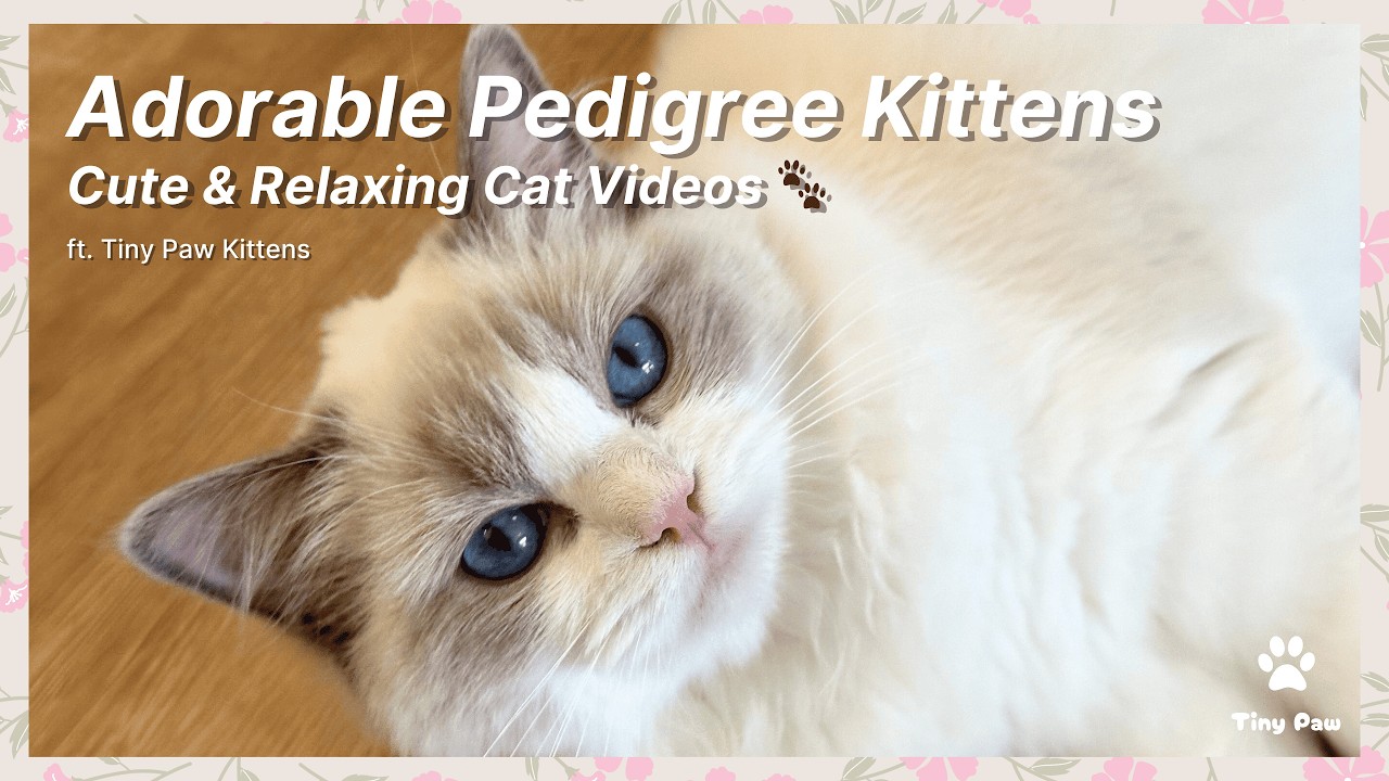 Adorable Pedigree Kittens Cute Videos 🐾 Relaxing Cat Video | Tiny Paw Kittens