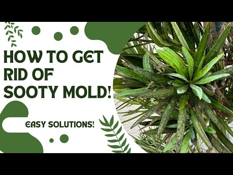 ვიდეო: Sooty Mold Fungus - მოშორება შავი ჭვარტლის ობისგან