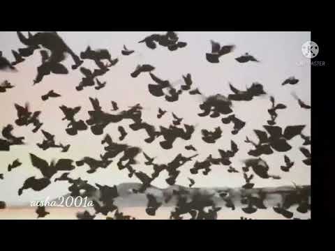 وين ساكن انت وين كريم نور حالات واتس 