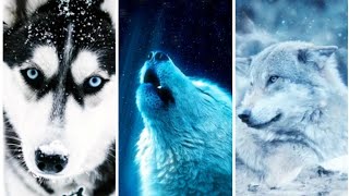 اجمل خلفيات موبايل ذئاب  3D 2020 The most beautiful mobile wallpapers wolves