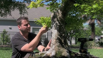 How To Bonsai - Thread Graft Branch
