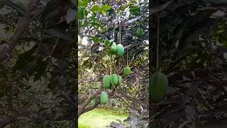 #mango #aam #beautiful #nature #trending #reels #shotsvideo #shortsfeed Resimi