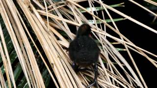 Chick of the Dusky Moorhens (Gallinula tenebrosa) / Küken des Papua Teichhuhn