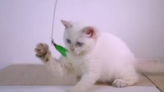 Cinderella of Kucingku / British Shorthair color point ny1133