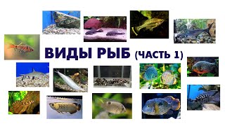 Учим виды рыб (часть 1) \ карточки Домана\ Learning Fish species (part 1)\ Doman cards