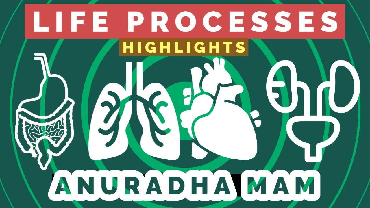 Life Processes - Highlights