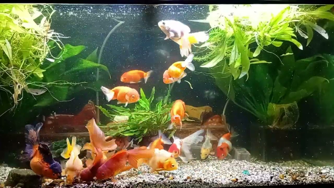 90cm水槽の金魚水槽を立ち上げました。その餌やり - YouTube