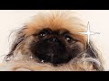 마이네임이즈블리 [파리봉] Pekingese grooming abandoned dog 페키니즈미용 페키니즈 입양 유기견