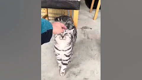 Watch the video about Silver Tabby BSH Cats