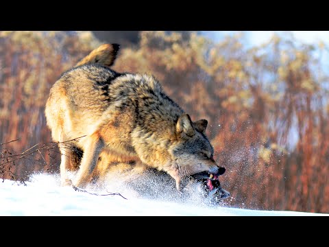 Хищники Беловежской пущи - волк, рысь, медведь | Film Studio Aves