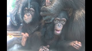 チンパンジー 双子の赤ちゃん  Chimpanzee twin baby  カランコエ 東山動物園 part4