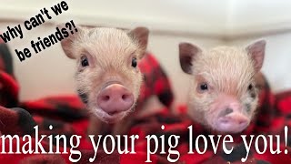 Bonding With Your New Piglet | Week Two With Mini Pigs