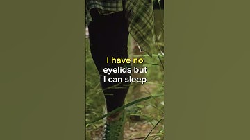 Can you solve this riddle? #17 #shorts  #riddleriddle #quiz #challenge