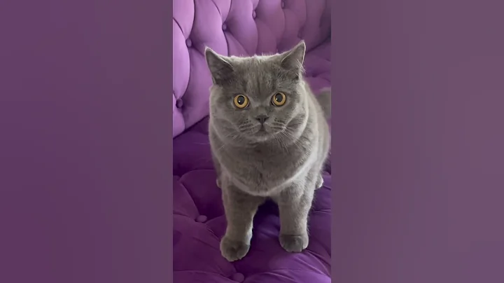 So you think British Shorthair cats are cute? Check this! 😼#britishshorthair - DayDayNews