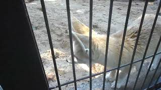 20240517 井の頭自然文化園の🦊フェネック