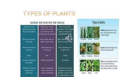 Science Class6 Ch 9 Part 1(Plants-Form and functions)