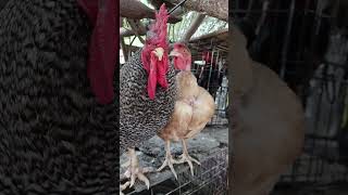 Mi esposo y yo los domingos 😅🤭🤣🤣 #humor #gallinas #gallos