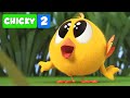 Onde está Chicky? NOVOS EPISÓDIOS | CHICKY NA FLORESTA | Desenhos Animados Infantil