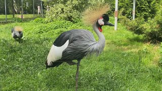 Парк птиц Воробьи в Калужской области. Самый большой парк птиц в России!