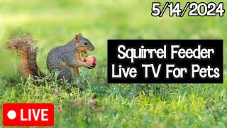 Squirrel Feeder LIVE | TV for Cats | Wildlife Stream | ASMR for Pets | 1080p