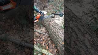 Chainsaw-HUSQVARNA135 MARK II VS PARKSIDE PBKS 53 VS STIHL MS 170@