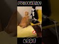 funny clip cat animal comedy