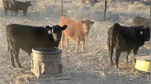 Herd Quitter® Minute - Feeding ACV Update