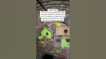 #سورة_الكافرون #المصحف #قرآن #مشاري_العفاسي #السعودية #العراق #اكسبلور #طيور #الحب #quran #budgies