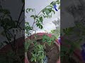 how to get bushy my aprajita #aprajitaplant# #short# #shortvideo#🙂☘️