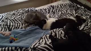 Baby Girl Gigi loving on Batboy aka Mr Demure.   They wrecked my bed !  Silly Cats .. by Wasserman Gigi Batboy and Not The Mama 13 views 4 years ago 1 minute, 22 seconds