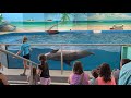 Dolphin Show at Ocean Adventures