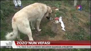 ÖLEN SAHİBİNİN MEZARINA GİDİP AĞLAYAN VEFALI KÖPEK