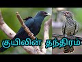       interesting facts about kuyil  kuyil information in tamil