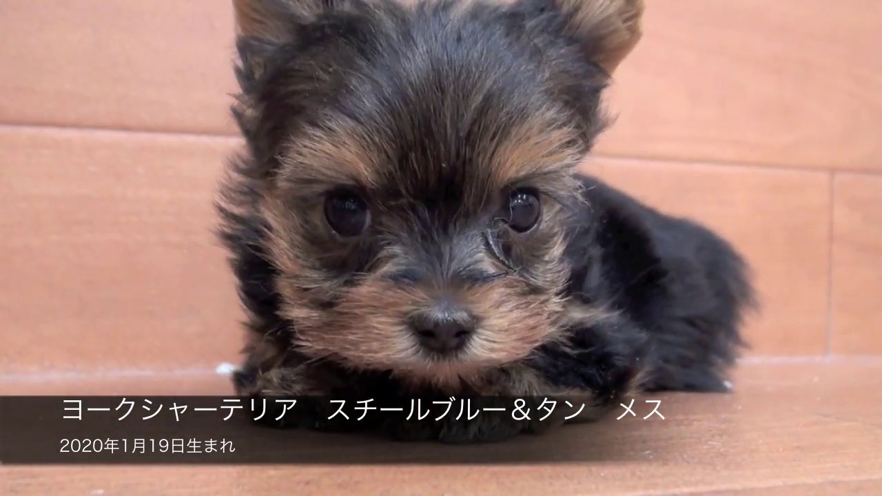 ヨークシャーテリア スチールブルー タン メス 年1月19日生まれ Youtube