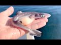 15 Most Dangerous Fish in The World