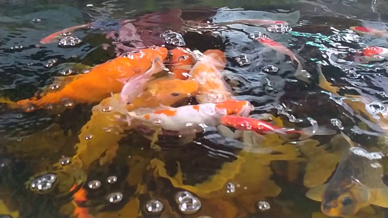 Kolam koi minimalis - YouTube