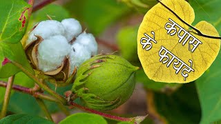 कपास एक उपयोग अनेक  Health Benefits of Cotton Cotton ke fayde Kapas Ke Fayde in hindi कपास के उपयोग