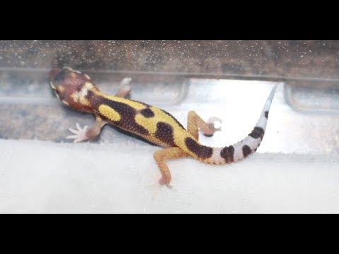 how to video while playing music FIRST LEOPARD GECKO HATCHLING OF 2018 AND HOW TO SET UP HATCHLING LEOPARD GECKOS 02-02-18