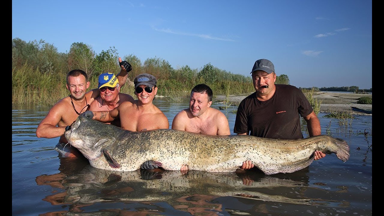 Сурами рыба. Самая большая рыба в Каме. Самый большой сом. Самый большой сом в Волге.