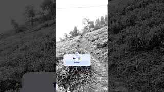 In the beautiful tea gardens of lebong darjeeling #crosscountrymtb #darjeeling