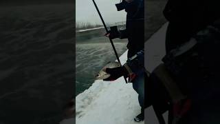 Плотва, кейрю. #fishing #рыбалка #carpfishing #insects #bee #fish #мормышка  #trout #плотва #мушки
